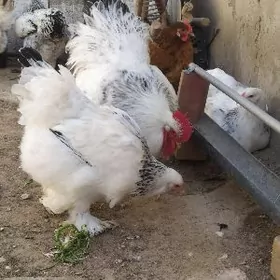 Yumurtga  Basyrmak ucin