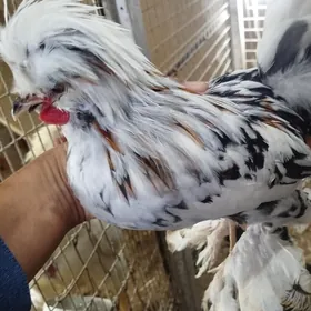 Карей японский