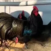 Awstralorp. Австралорп