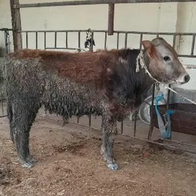 SATLIK OKÛZ ŞWES TOHIM