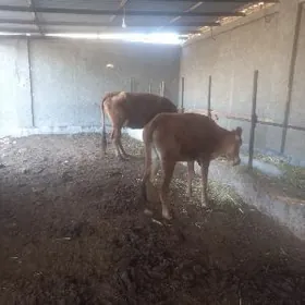 uly gòleli sygyr òkizler