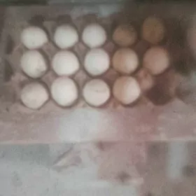 yaşylbaş yumurtga.