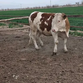 Симентал унажын