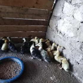 ýaşylbaş we gak gak