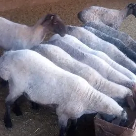 Semiz goyunlar, goçkarlar