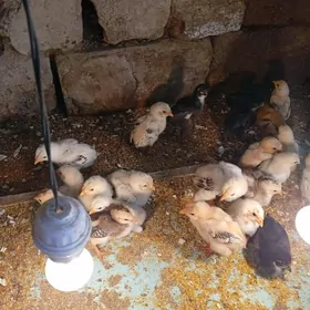 байсовый.   жуже