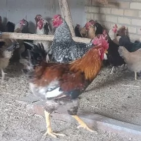 GEGANT BROŶ towuklar