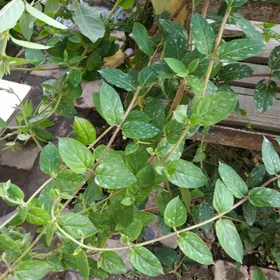 цветы садовые