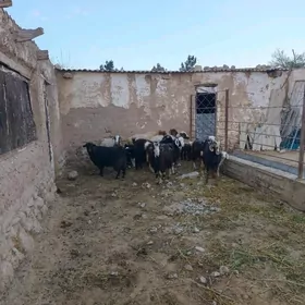 owlk guzli goyun geci