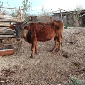 богазсыгыр