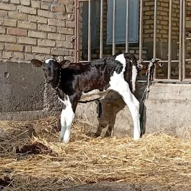 саглык сыгыр