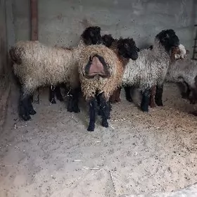 Goyun issek gapyda duran malla