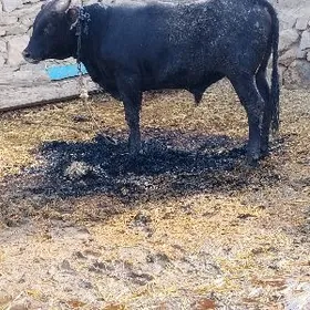 iki sany bakylan okuzler