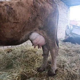 саглык сыгыр