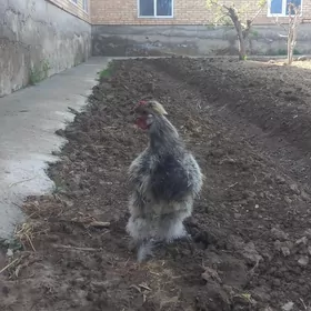 KARLIK TOWSAN TÙÝ.