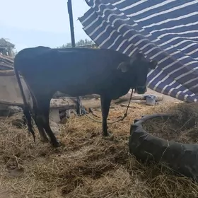 богаз сыгыр