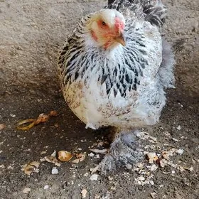 Брама таввук