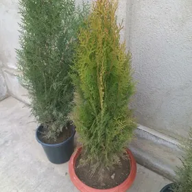 йолка  Сары йашил