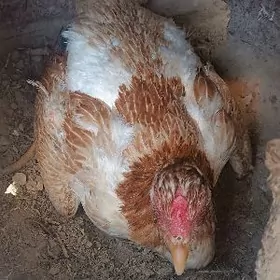 kürk towukkürk towuk