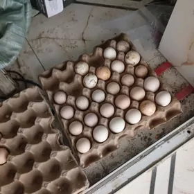 байсовый.   ве.  цсарка. тохум