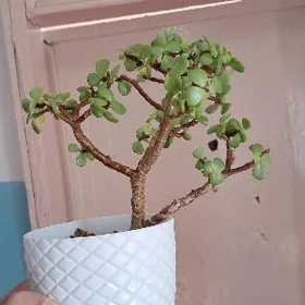 pertulacaria afra манктка