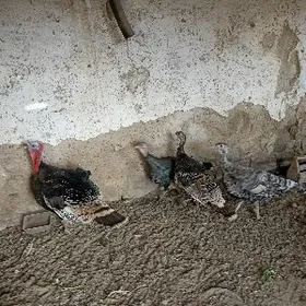 ИНДЮК ЭРКЕК ВЕ УРКАЧЫ