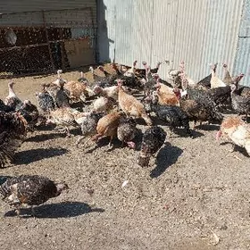 матка индуклар