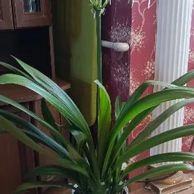 Домашняя лилия(гименокаллис)