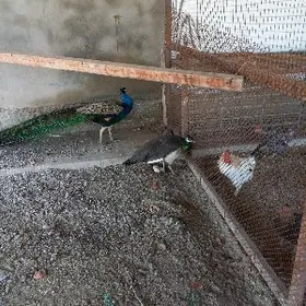 яйца павлина yumurtga