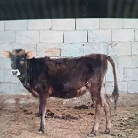 TÜWE. TOHUM MAL. ZADA. SÖZ. ŸO