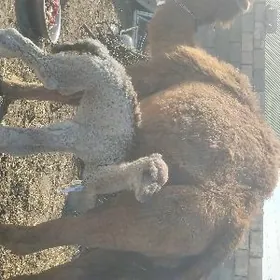 Kosekli duye sagylyp duran