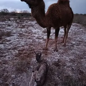 Дуе  Кошекли