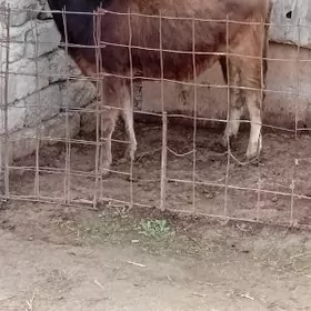 1 öküz 1 tuwe tohum mal