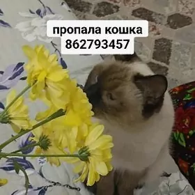 сиямский пишик