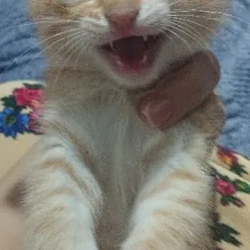 mugyt berjek gowyja saklajaga