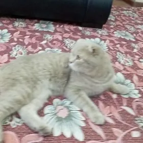 Шотландский вислоухий кот