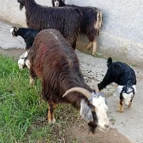 Owlakly Geçi İşek Guzli Goýun