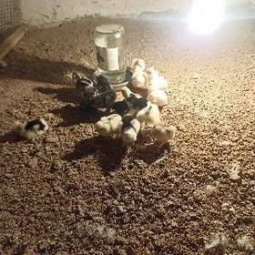 карлык жуже karlyk jüje