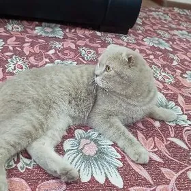 Шотландский вислоухий