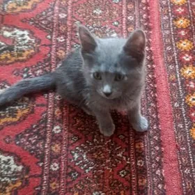 Котенок Британец