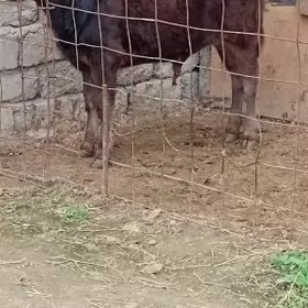 ÖKUZ ŞİWES MOŞNY