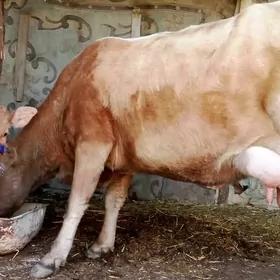 şiwet göleli sygyr