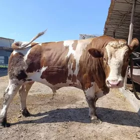 сментал окузлер