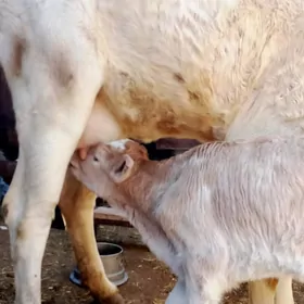 şiwet Göleli sygyr