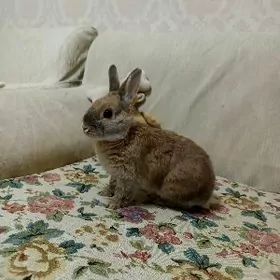 MINI TOWŞAN LOTOK BILYA ZAT BL