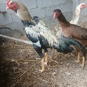 Taşgent towuk ýumurtga induk