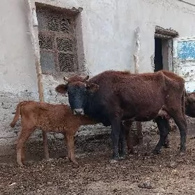 YUWASJA TANALY SYGYR