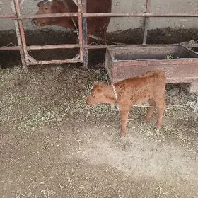 emme golejik oküzçe