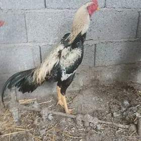 Taşgent towuk jüje ördek gus