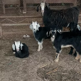 Ekiz owlakly geçiler 5 sany